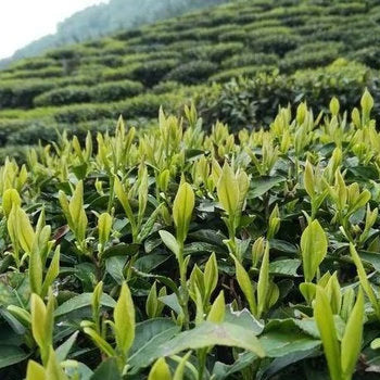 Liu An Gua Pian (Melon Seed) — Loose Leaf Chinese Green Tea