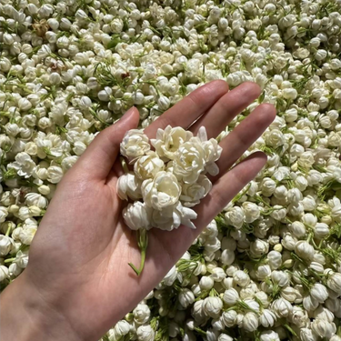 Jasmine Green Tea - Snow White Bouquet