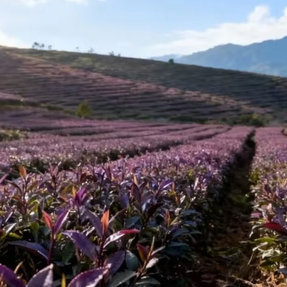 Pu-erh Zijuan (purple leaf)