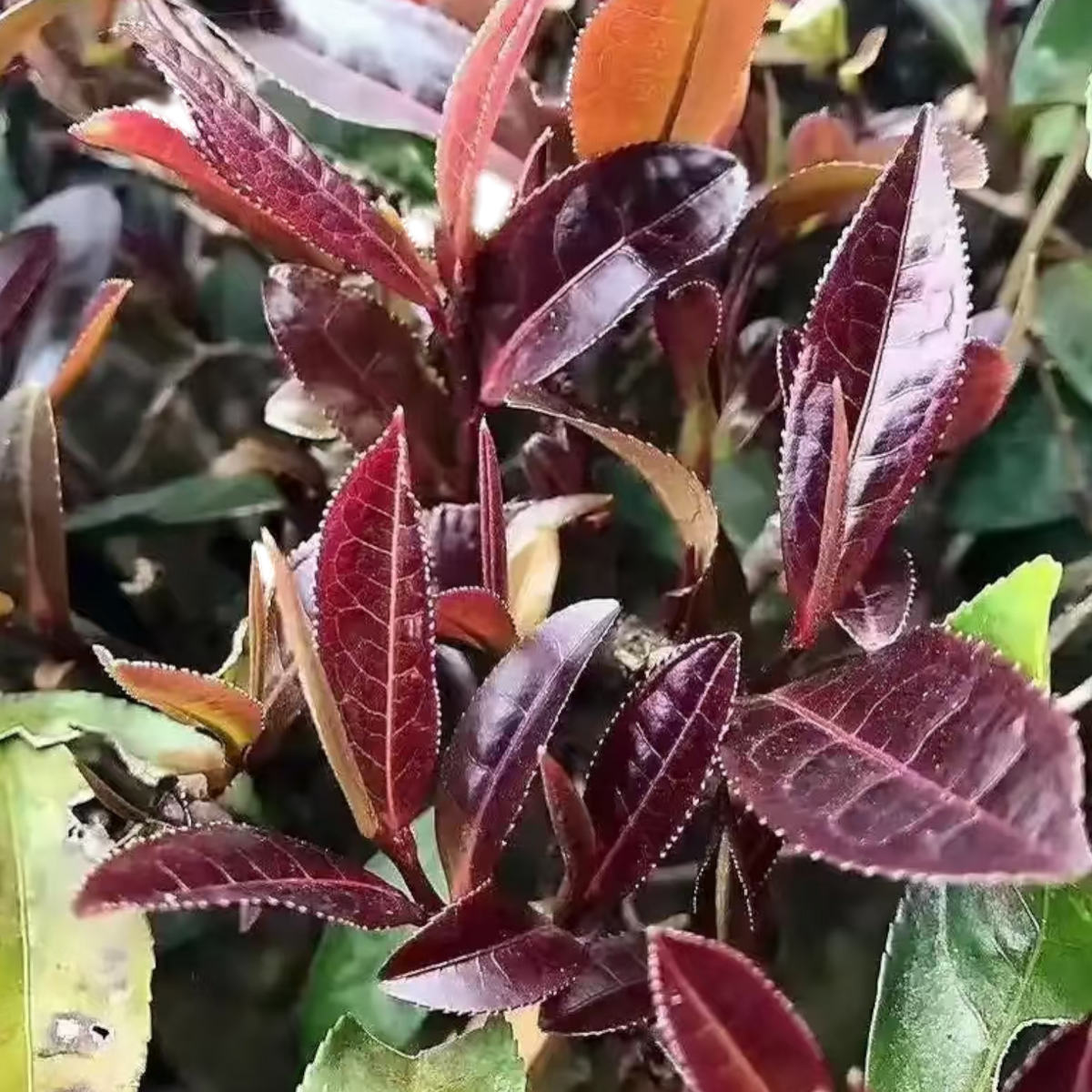 Pu-erh Zijuan (purple leaf)