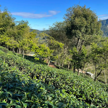 Jade-green oolong tea bushes growing on the high peaks of Yushan, Taiwan