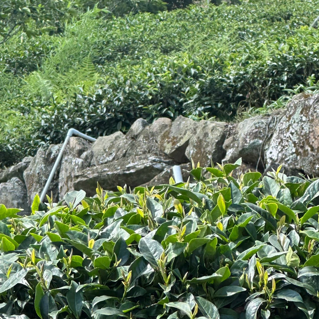 Jade-green oolong tea bushes growing on the high peaks of Yushan, Taiwan