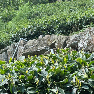 Jade-green oolong tea bushes growing on the high peaks of Yushan, Taiwan