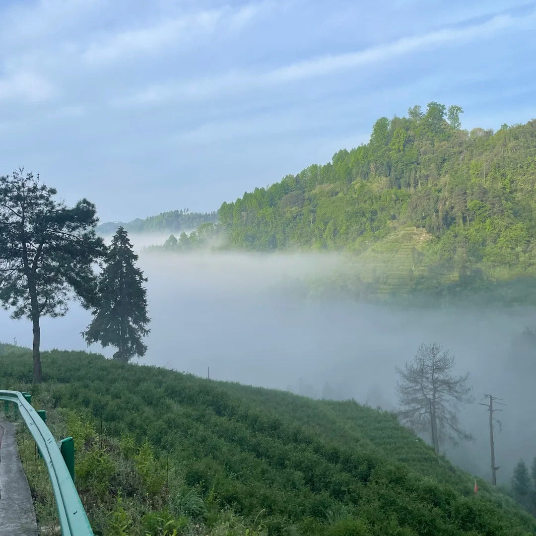 Jade-green tea bushes on the cloud-covered slopes of Mt Ali, Taiwan