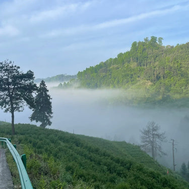Jade-green tea bushes on the cloud-covered slopes of Mt Ali, Taiwan