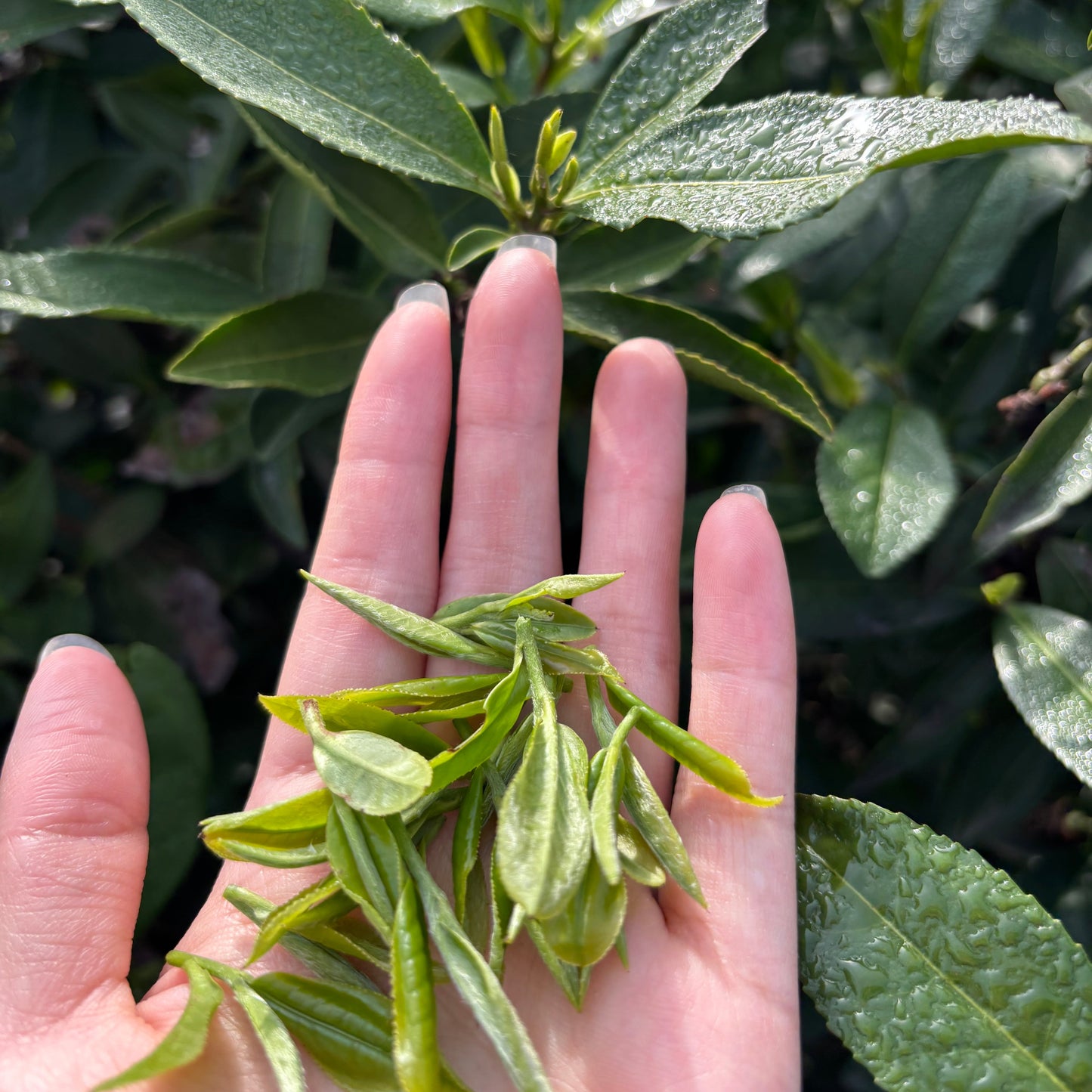 Organic Lu Shan Yun Wu - Authentic Loose Leaf Chinese Green Tea