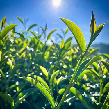 Lush green Wenshan Baozhong tea plantation in subtropical northern Taiwan