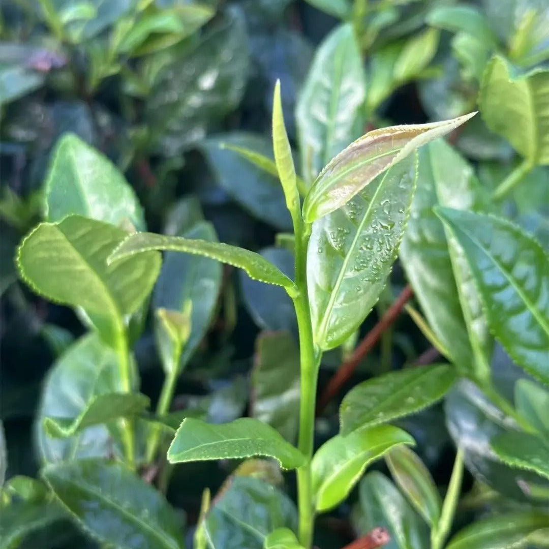 Lush green Wenshan Baozhong tea plantation in subtropical northern Taiwan