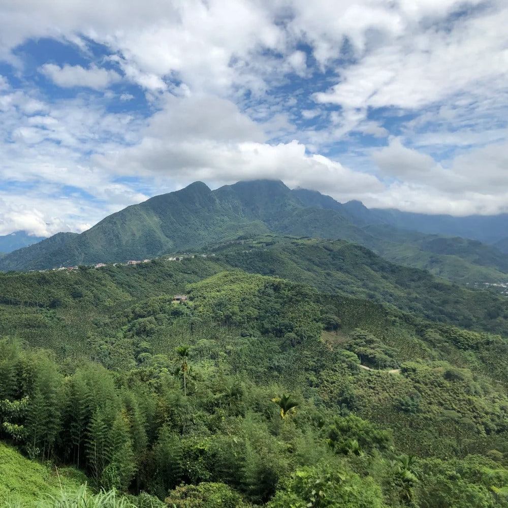 Taiwan Dong Ding Style Oolong (Organic) — Loose Leaf Tea