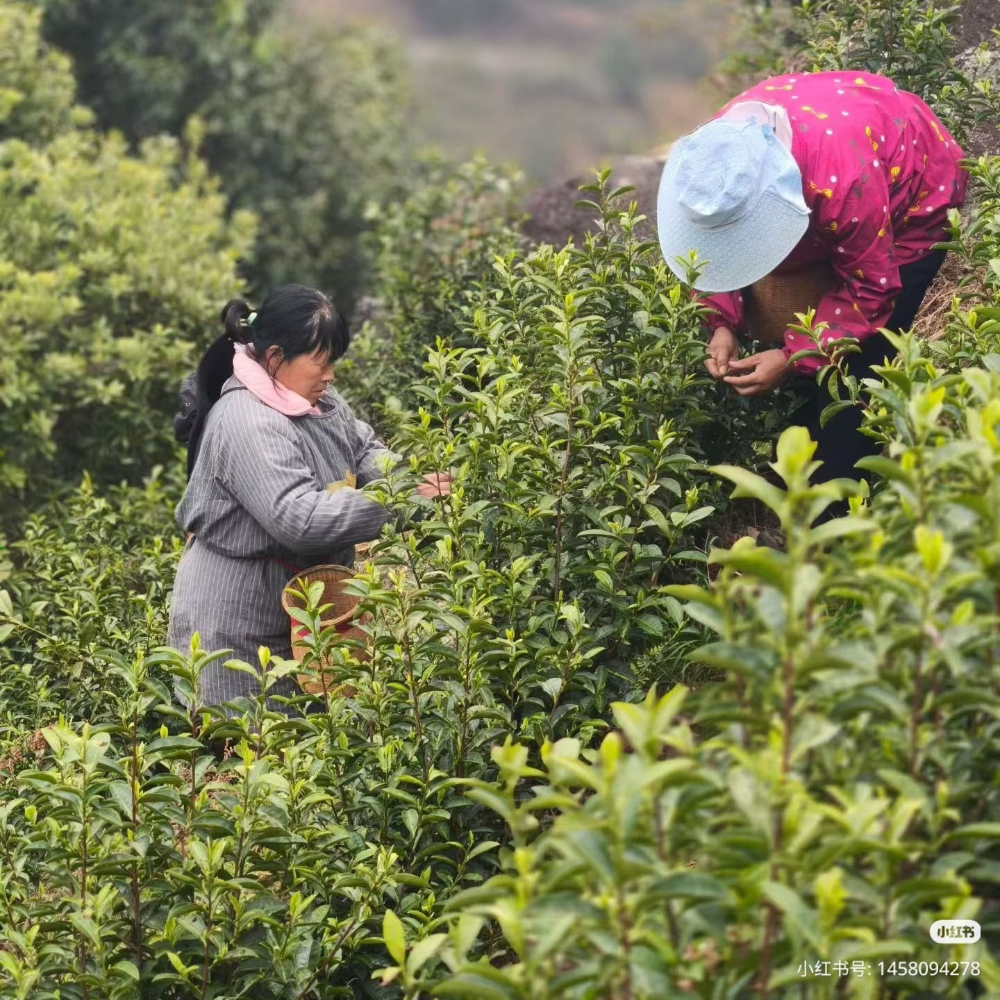 Mao Feng (Yellow Mountain) — Loose Leaf Chinese Green Tea