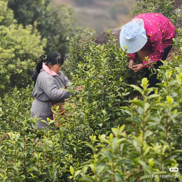 Mao Feng (Yellow Mountain) — Loose Leaf Chinese Green Tea