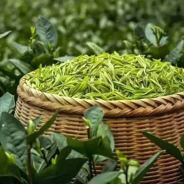 Mao Feng (Yellow Mountain) — Loose Leaf Chinese Green Tea