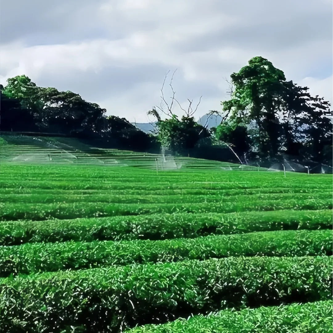 Oriental Beauty oolong tea garden grown without pesticides to welcome the leafhopper