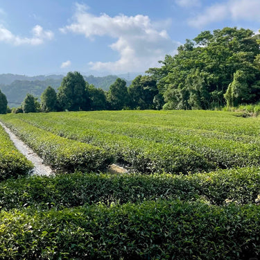 Oriental Beauty oolong tea garden grown without pesticides to welcome the leafhopper