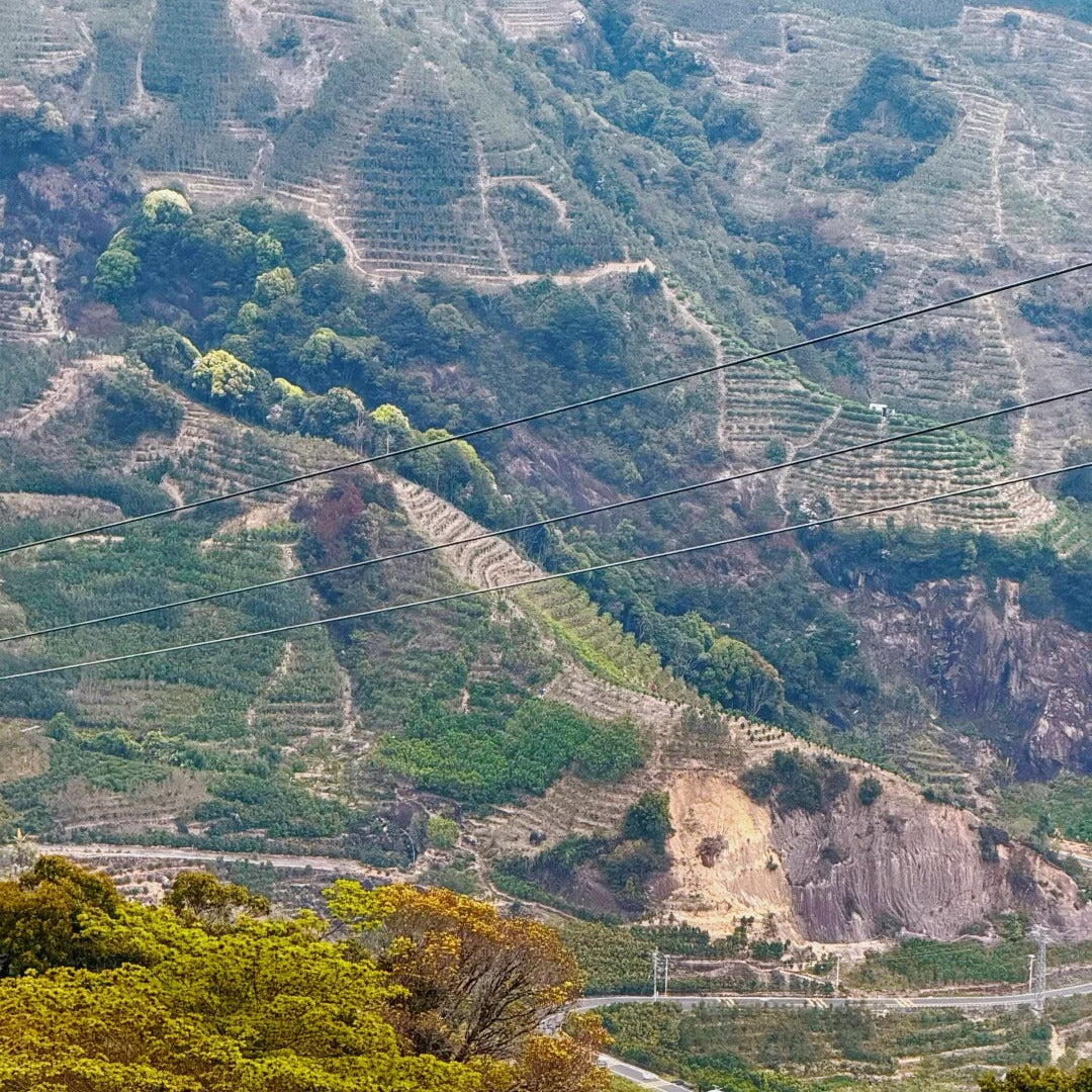 Phoenix Mountain (Wudong Shan) - high-altitude home of Dan Cong oolong, Guangdong
