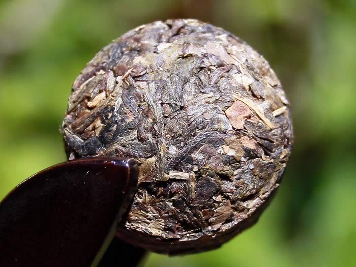 Pu-erh lotus mini tuocha raw