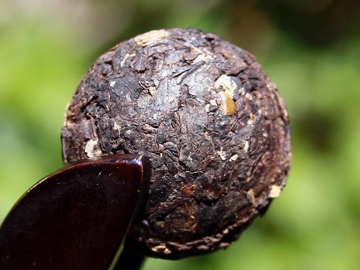 Pu-erh lotus mini tuocha ripened (Shou)