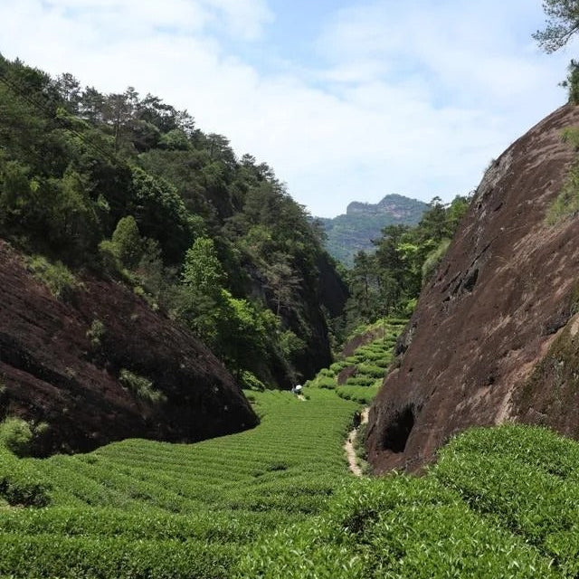 Rou Gui cultivar tea bushes in Wuyi rock tea garden - Fujian Province