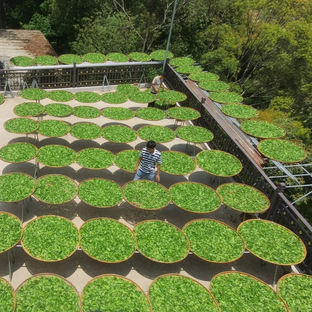 Sun-withering fresh Dan Cong leaves on bamboo trays - Phoenix oolong processing