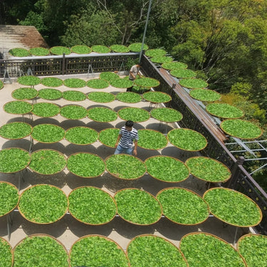 Sun-withering fresh Dan Cong leaves on bamboo trays - Phoenix oolong processing