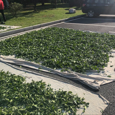 Sun drying Shui Xian (Daffodil) oolong tea