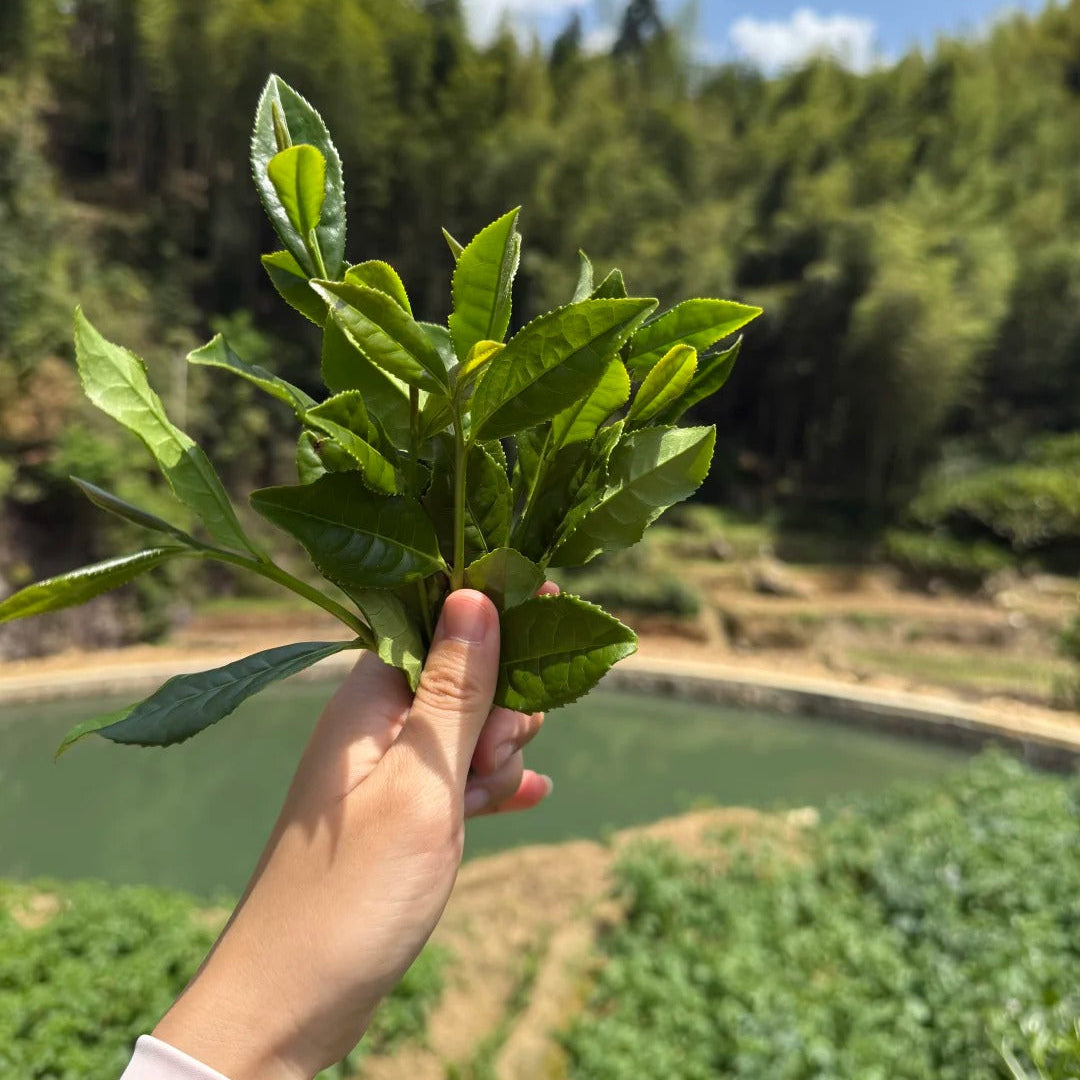 Tea bush close-up showing Tie Guan Yin cultivar leaves - Anxi tea garden