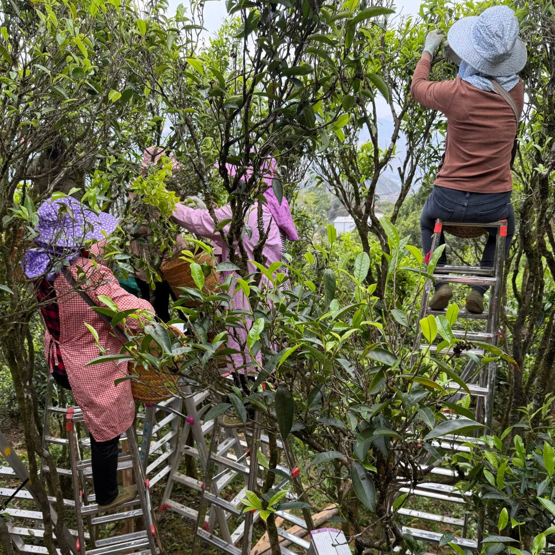 Tea farmer hand-picking Dan Cong oolong leaves on Phoenix Mountain, Guangdong