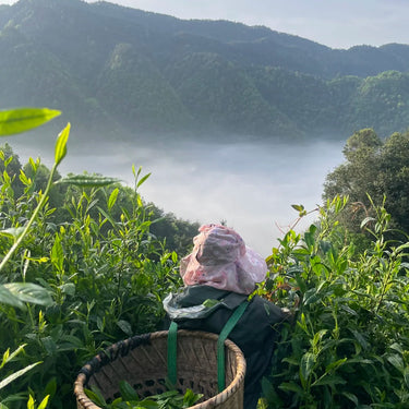 Tea farmer hand-picking Mt Ali high mountain oolong leaves in Alishan, Taiwan