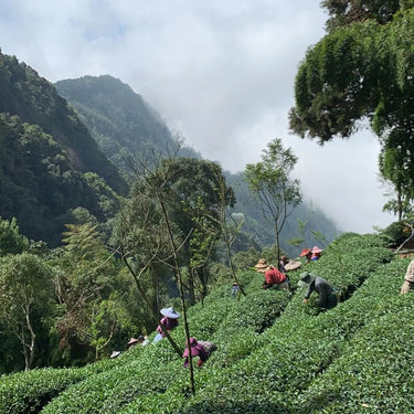 Tea farmer hand-picking Mt Yu high mountain oolong on Jade Mountain, Taiwan
