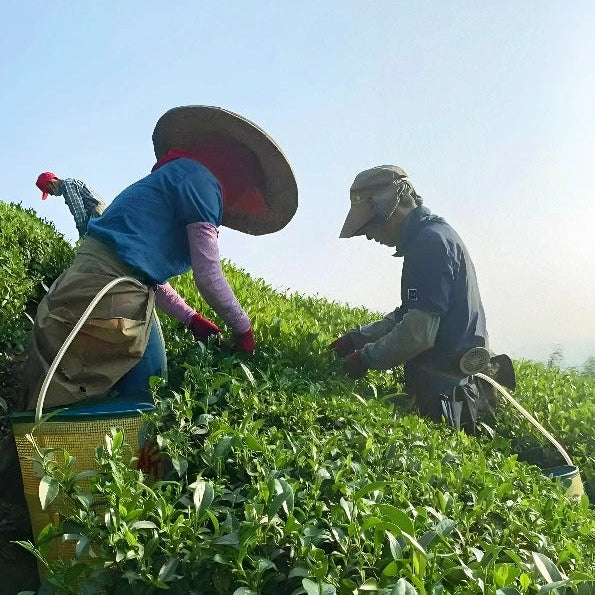 Tea farmer hand-picking Qing Xin oolong leaves for Dong Ding style tea