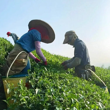 Tea farmer hand-picking Qing Xin oolong leaves for Dong Ding style tea