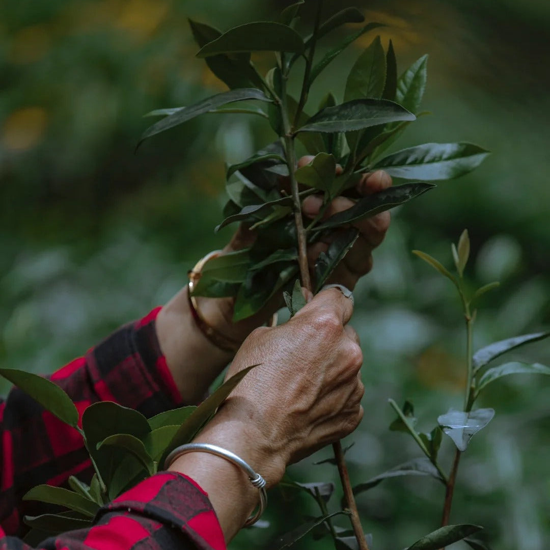 Tea farmer hand-picking Shui Xian leaves on Wuyi Mountain during spring harvest