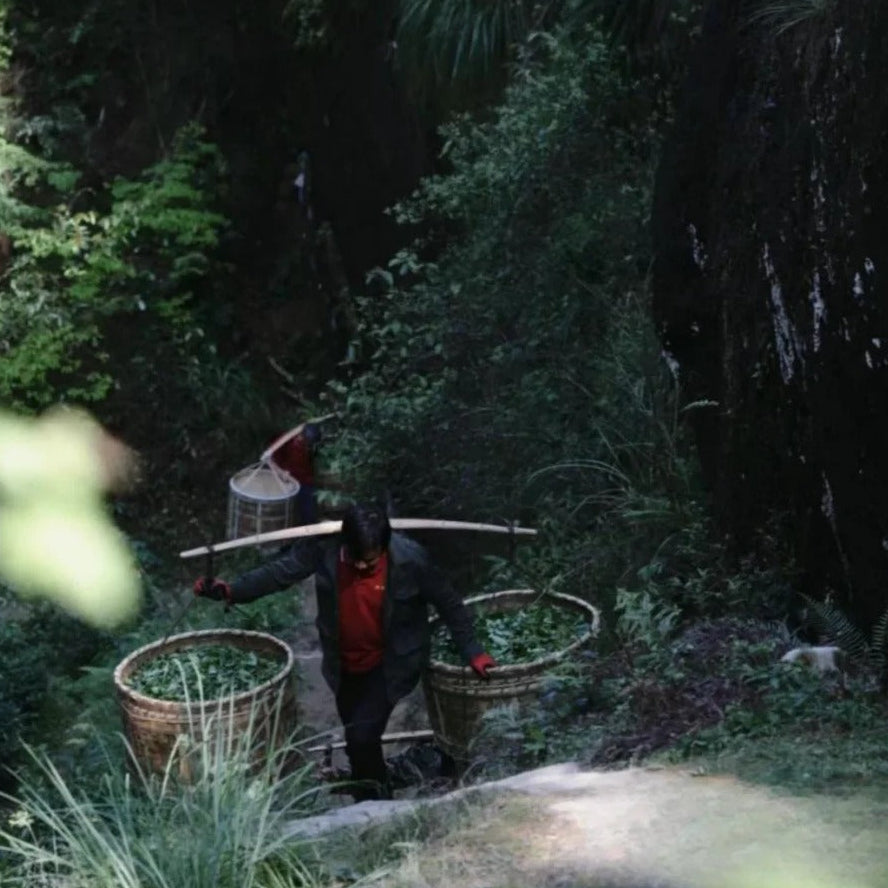 Tea farmers carrying fresh Rou Gui leaves on shoulder poles through Wuyi Mountain cliffs