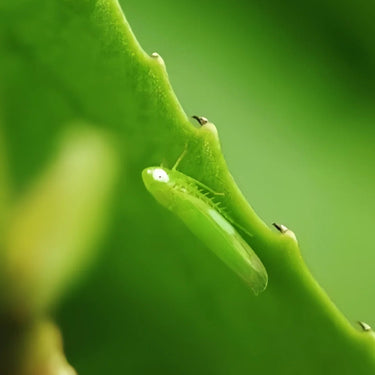 Tea leafhopper on an Oriental Beauty tea leaf - the insect bite behind the honey aroma