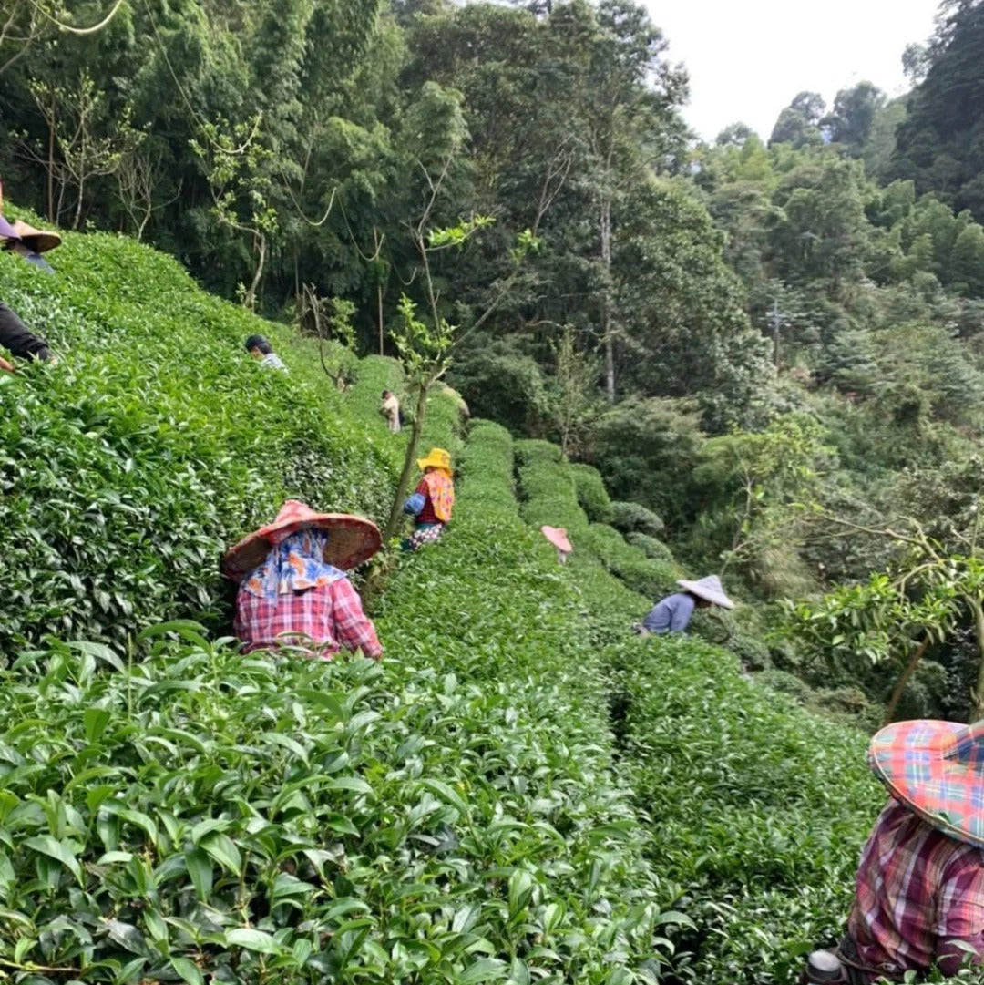 Tea pickers working the cloud-covered tea gardens of Mt Yu, Taiwan