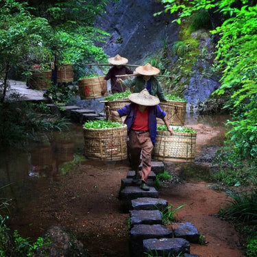 Tea workers carrying fresh Shui Xian leaves through Wuyi Mountain cliffs