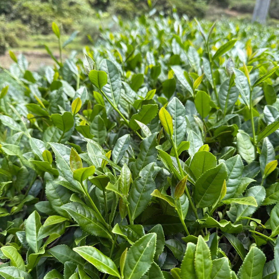 Terraced tea plantation in Anxi - home of Chinese oolong tea since centuries