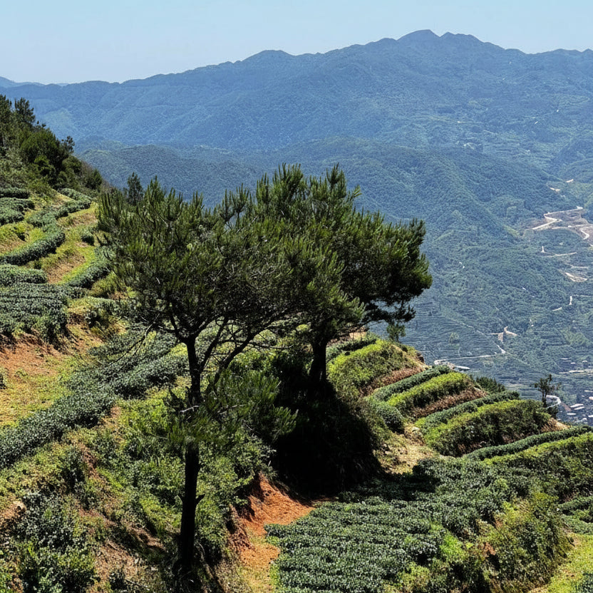 Tie Guan Yin Iron Goddess loose leaf Chinese oolong tea - product packaging - Valley Green Tea