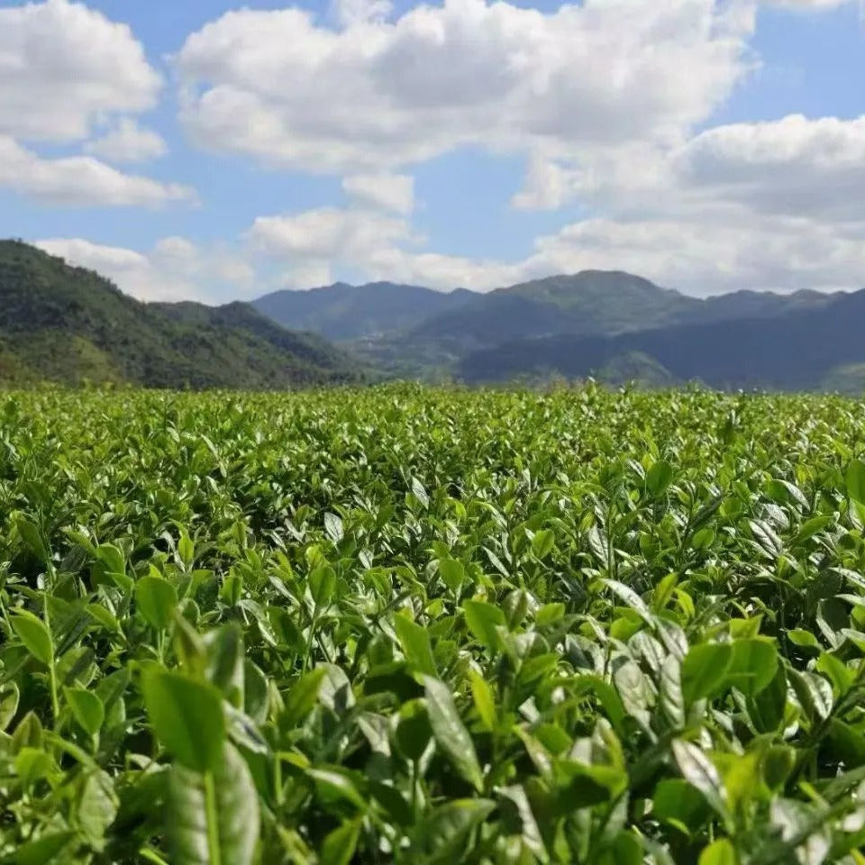 Tieguanyin Garden
