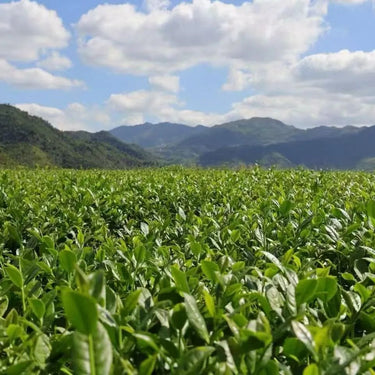 Tieguanyin Garden