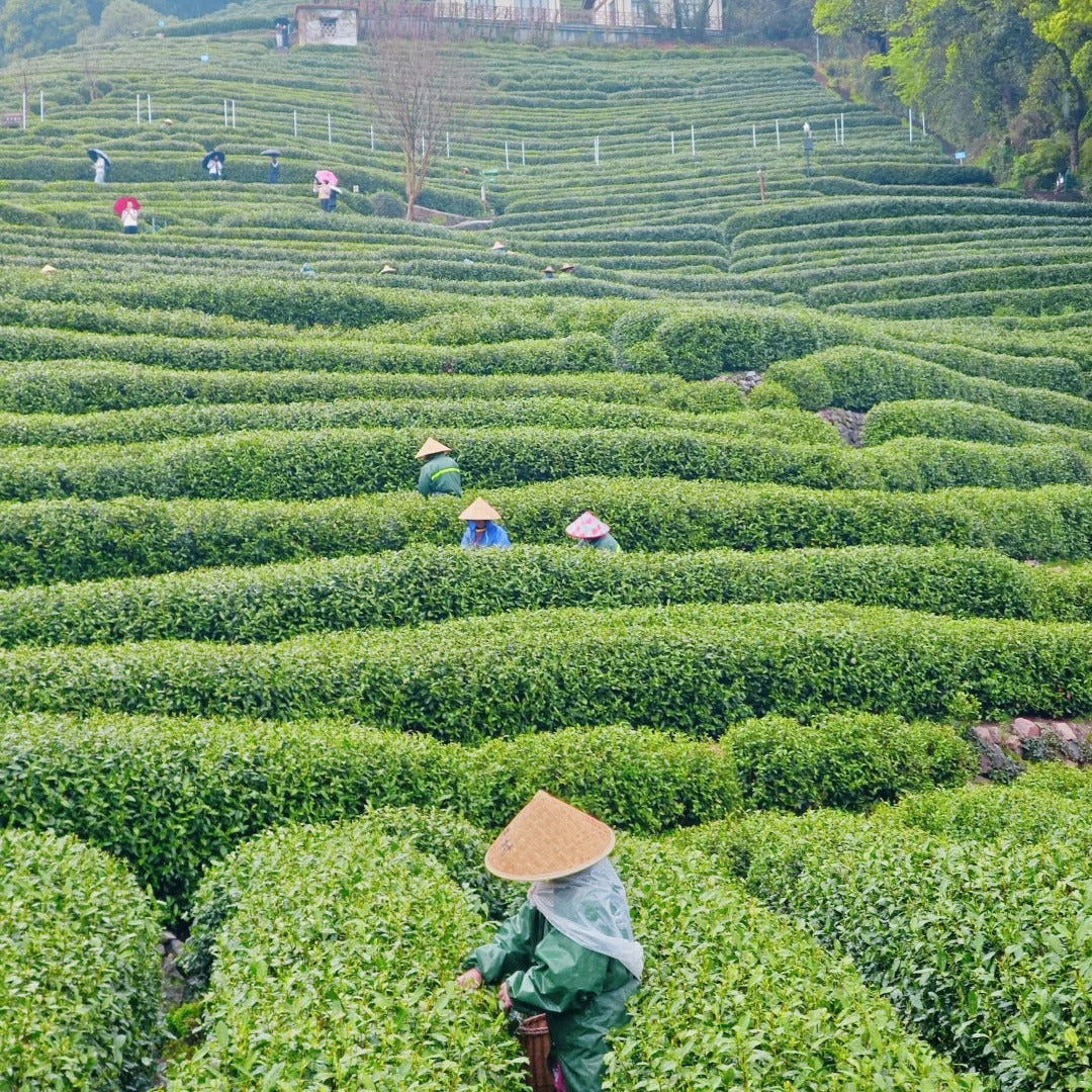 Longjing Tea (Dragon Well) — Premium Loose Leaf Chinese Green Tea
