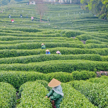 Longjing Tea (Dragon Well) — Premium Loose Leaf Chinese Green Tea