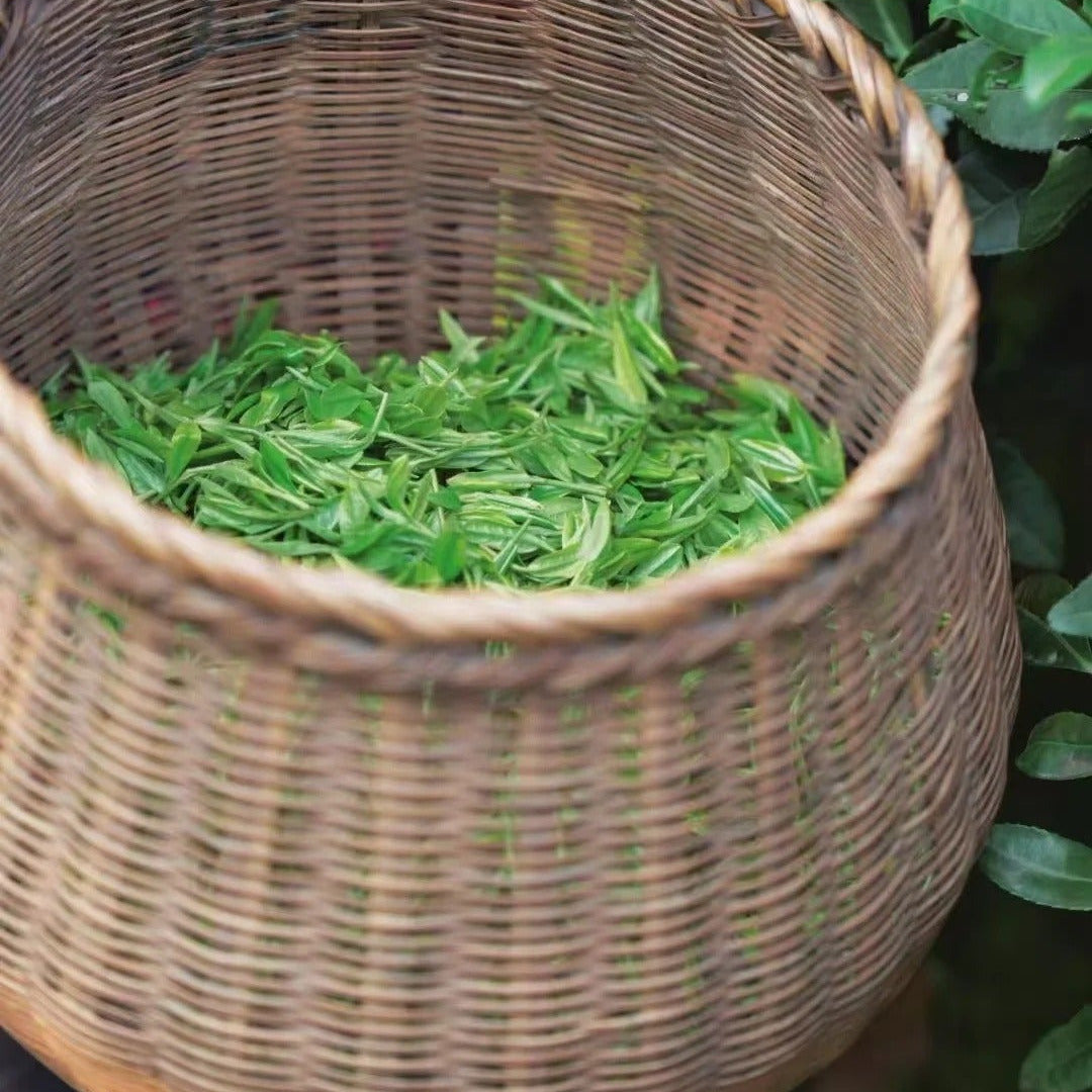 Longjing Tea (Dragon Well) — Premium Loose Leaf Chinese Green Tea