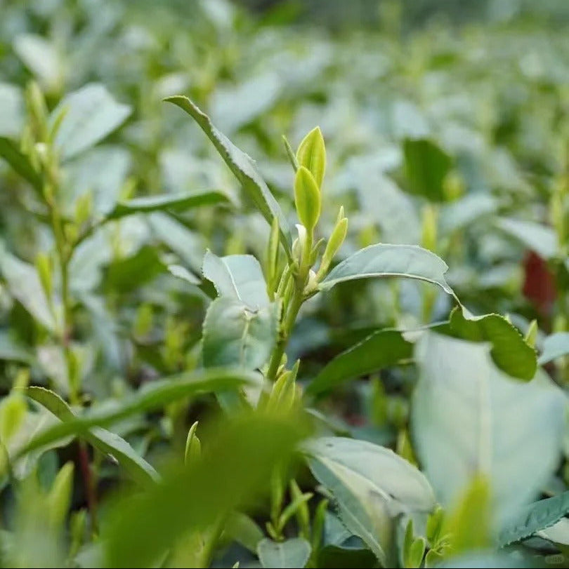 Longjing Tea (Dragon Well) — Premium Loose Leaf Chinese Green Tea