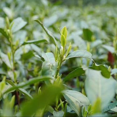 Longjing Tea (Dragon Well) — Premium Loose Leaf Chinese Green Tea