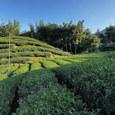Wenshan Baozhong tea garden in the misty hills southeast of Taipei, Taiwan