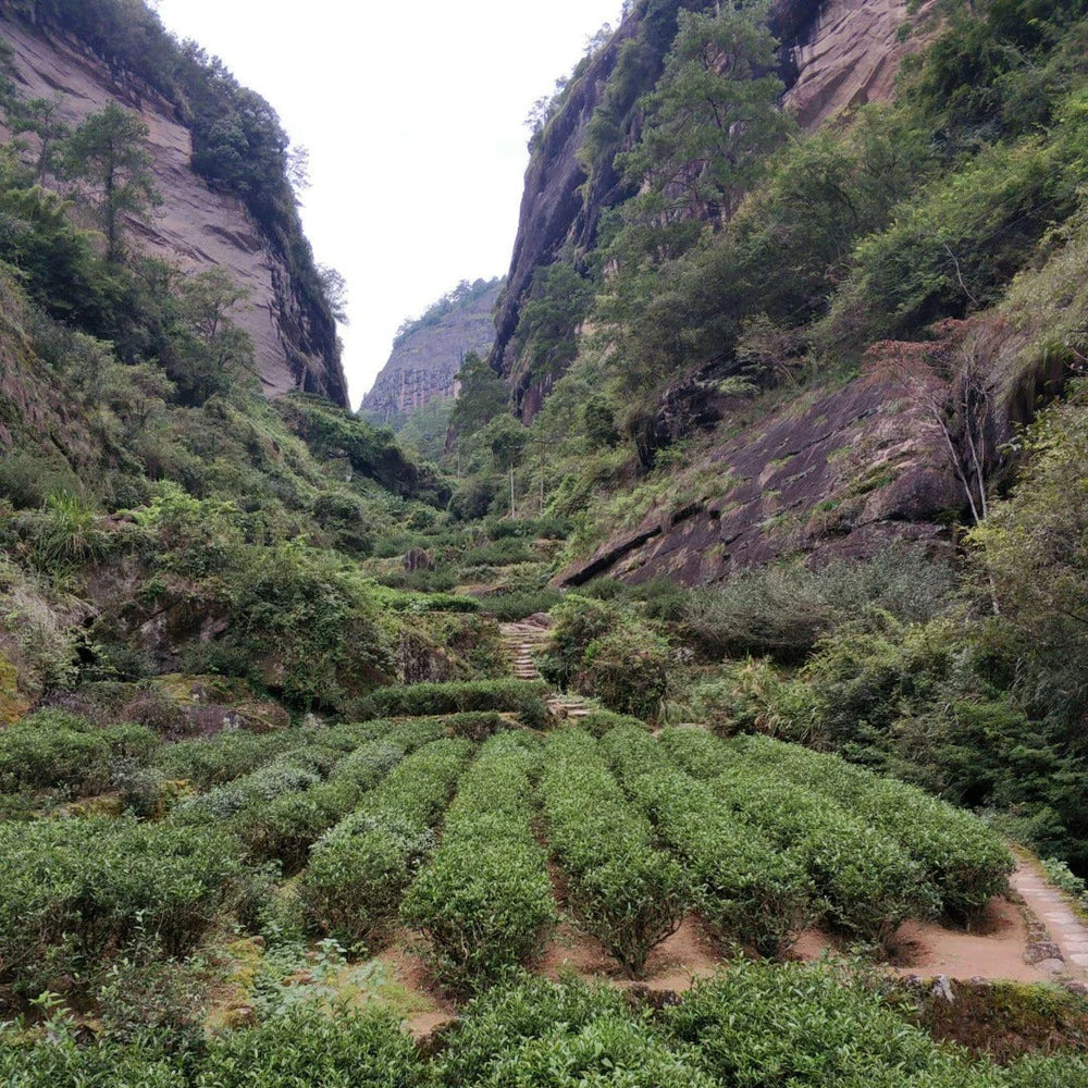 ou Gui (Cinnamon Oolong). Bold Wuyi Rock Tea — cinnamon-bark aroma, intense body, lasting sweetness. The tea Wuyi locals drink. Ships from Sydney.