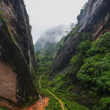 Wuyi Rou Gui tea plants growing in mineral-rich Danxia soil