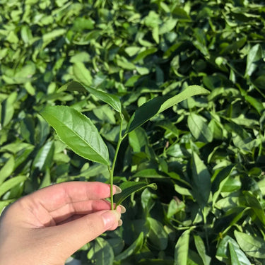 Wuyi Shui Xian fresh tea leaves close-up