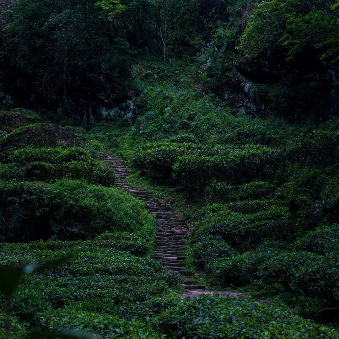 Wuyi Shui Xian tea garden in the misty rock gorges of Fujian Province